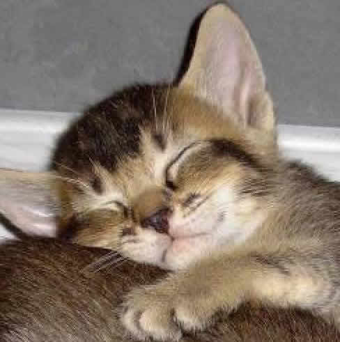 EL MUNDO FELINO. GATOS: Fotos de gatitos