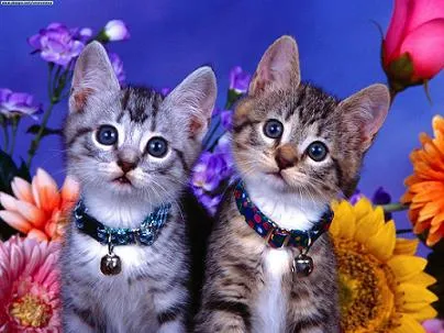 EL MUNDO FELINO. GATOS: Fotos de gatitos