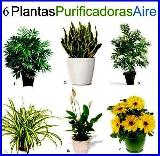 EL MUNDO EN FEMENINO: PLANTAS DE HOJA Y CACTUS EL MUNDO EN FEMENINO: PLANTAS DE HOJA Y CACTUS