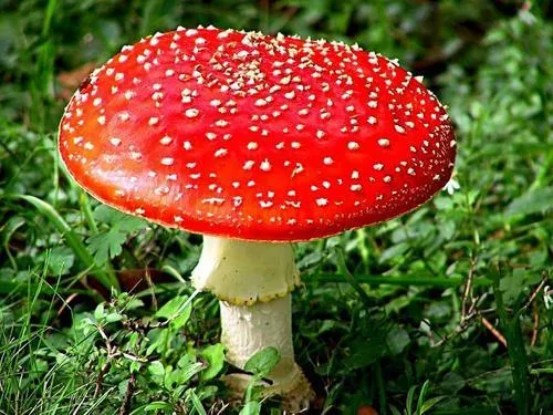 EL MUNDO FUNGI: Hongos venenosos