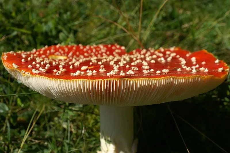 EL MUNDO FUNGI: Hongos venenosos EL MUNDO FUNGI: Hongos venenosos