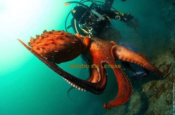 EL MUNDO EN LETRAS: Pulpo: intimidades y secretos EL MUNDO EN LETRAS: Pulpo: intimidades y secretos