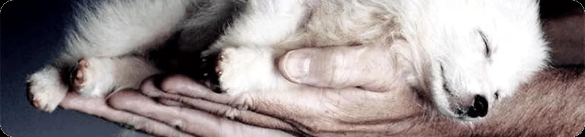 EL MUNDO DEL LOBO | Animales | El Mundo de los Animales ... EL MUNDO DEL LOBO | Animales | El Mundo de los Animales ...