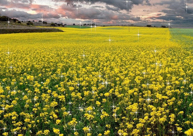 MI MUNDO MANUAL Y "ARTISTICO": CIGÜEÑA OTEANDO EL CAMPO GIF ... MI MUNDO MANUAL Y "ARTISTICO": CIGÜEÑA OTEANDO EL CAMPO GIF ...