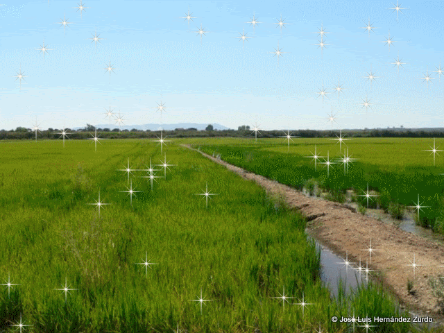 MI MUNDO MANUAL Y "ARTISTICO": GARCILLAS EN LOS ARROZALES DE ... MI MUNDO MANUAL Y "ARTISTICO": GARCILLAS EN LOS ARROZALES DE ...
