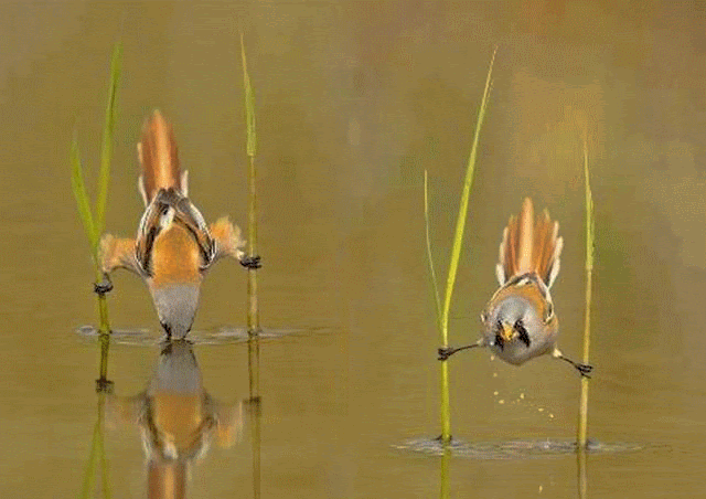 MI MUNDO MANUAL Y "ARTISTICO": PAJARITOS BEBIENDO AGUA GIF Animado ... MI MUNDO MANUAL Y "ARTISTICO": PAJARITOS BEBIENDO AGUA GIF Animado ...