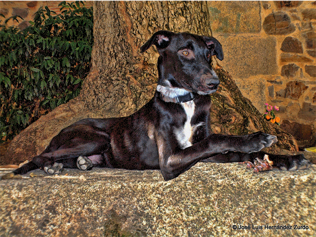 MI MUNDO MANUAL Y "ARTISTICO": EL PERRO CELOSO DE SU HUESO GIF ... MI MUNDO MANUAL Y "ARTISTICO": EL PERRO CELOSO DE SU HUESO GIF ...