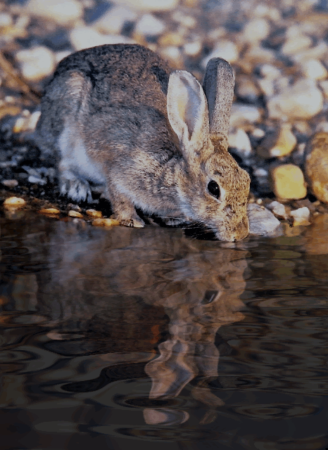 MI MUNDO MANUAL Y "ARTISTICO": REFLEJOS DE UN CONEJO GIF animado MI MUNDO MANUAL Y "ARTISTICO": REFLEJOS DE UN CONEJO GIF animado