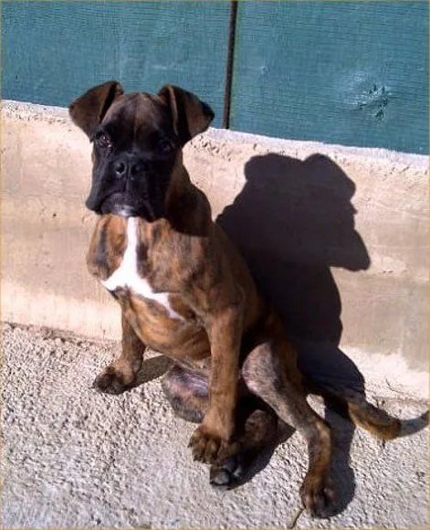 El mundo de los molosos (foro) - ***Adoptado*** Boxer atigrado 5 ... El mundo de los molosos (foro) - ***Adoptado*** Boxer atigrado 5 ...