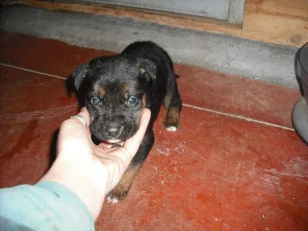 El mundo de los molosos (foro) - ***Adoptado*** Cachorro X Boxer ... El mundo de los molosos (foro) - ***Adoptado*** Cachorro X Boxer ...