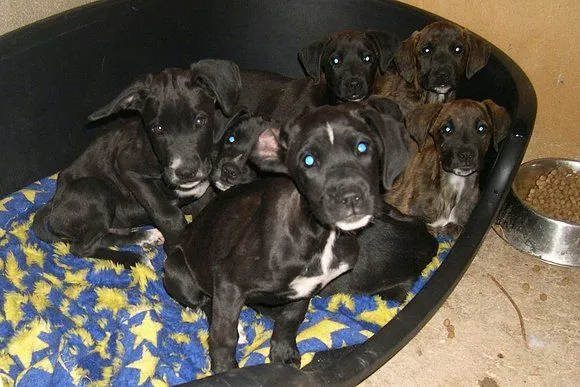 El mundo de los molosos (foro) - ***Adoptado*** 7 cachorros X ... El mundo de los molosos (foro) - ***Adoptado*** 7 cachorros X ...