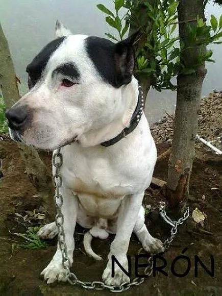 El mundo de los molosos (foro) - ***Adoptado Finlandia*** NERON ...