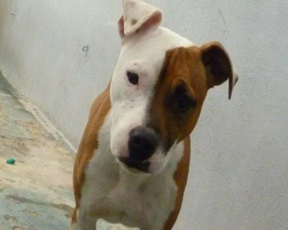 El mundo de los molosos (foro) - ***Adoptado*** HANNA. Pitbull ...