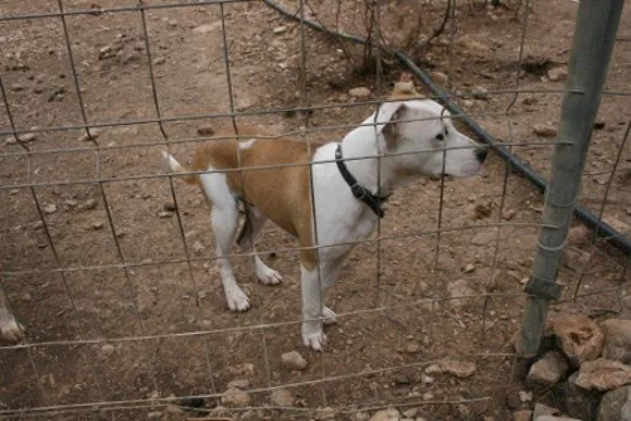 Pitbull 6 meses - Imagui