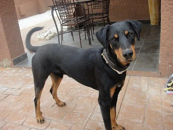 El mundo de los molosos (foro) - ***Adoptado*** TANGO. X Dobermann ... El mundo de los molosos (foro) - ***Adoptado*** TANGO. X Dobermann ...