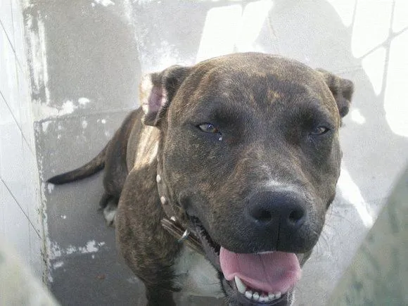 El mundo de los molosos (foro) - ***Adoptado*** TROYA. X Pitbull ... El mundo de los molosos (foro) - ***Adoptado*** TROYA. X Pitbull ...