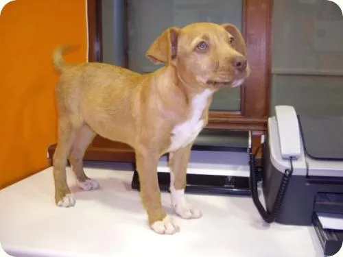 ADOPTADA: Troya, cachorrita de 3 meses en Novelda, parece cruce de ...