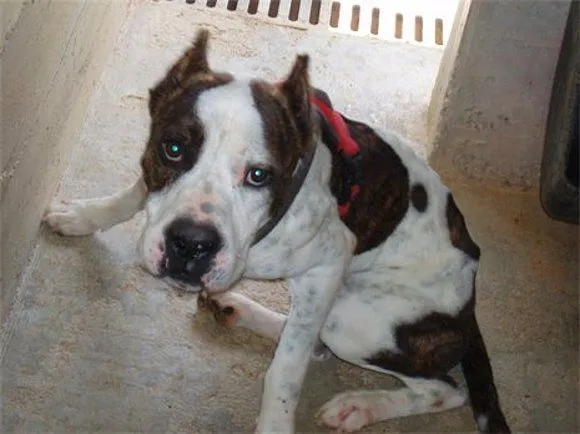 El mundo de los molosos (foro) - ***Adoptado*** TYSON. AmStaff ...