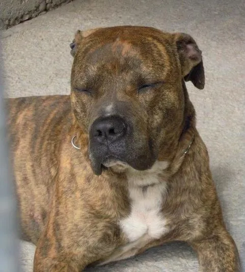El mundo de los molosos (foro) - BARTON. Pitbull atigrado 3 años ... El mundo de los molosos (foro) - BARTON. Pitbull atigrado 3 años ...