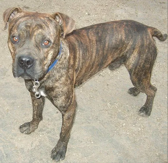 El mundo de los molosos (foro) - ***Borrado*** MAX. Pitbull ... El mundo de los molosos (foro) - ***Borrado*** MAX. Pitbull ...