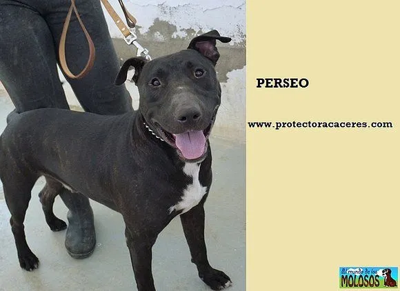 Pitbull negro - Imagui