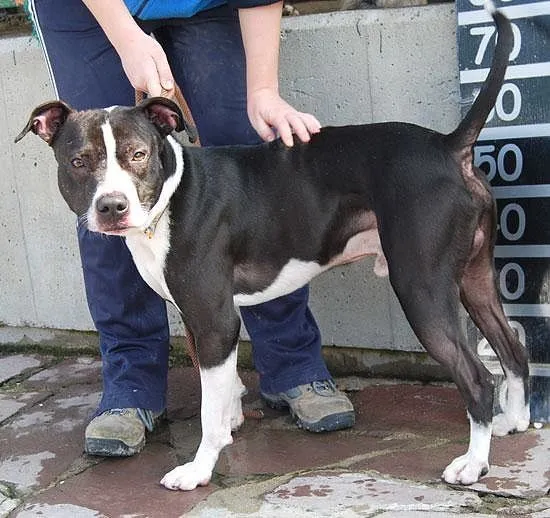 El mundo de los molosos (foro) - **Fallecido** ARES. X Pitbull 12 ...