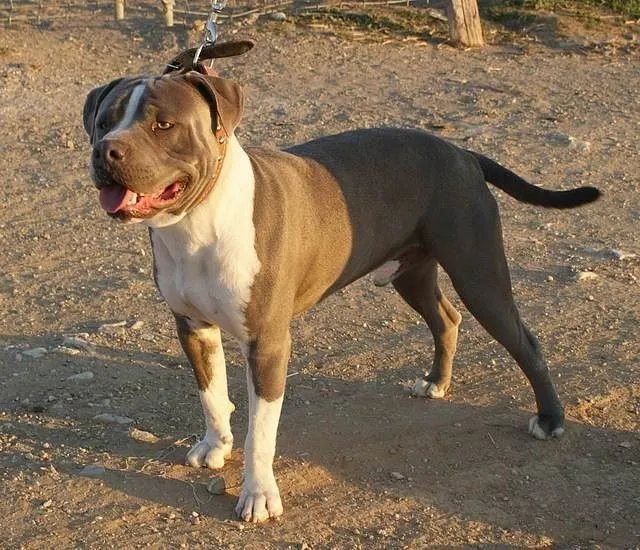 El mundo de los molosos (foro) - Robado_ROCCO. Pitbull gris ... El mundo de los molosos (foro) - Robado_ROCCO. Pitbull gris ...