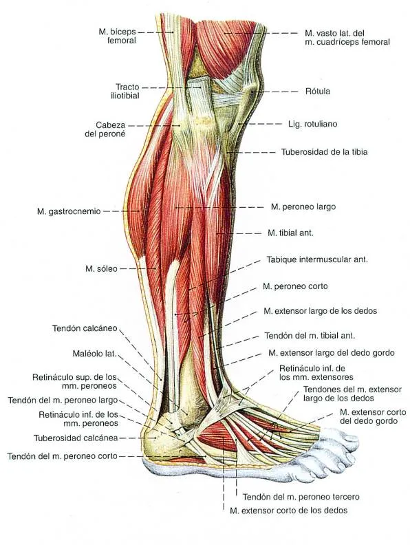 EL MUNDO DEL MUSCULO: Disección de los músculos del pie EL MUNDO DEL MUSCULO: Disección de los músculos del pie