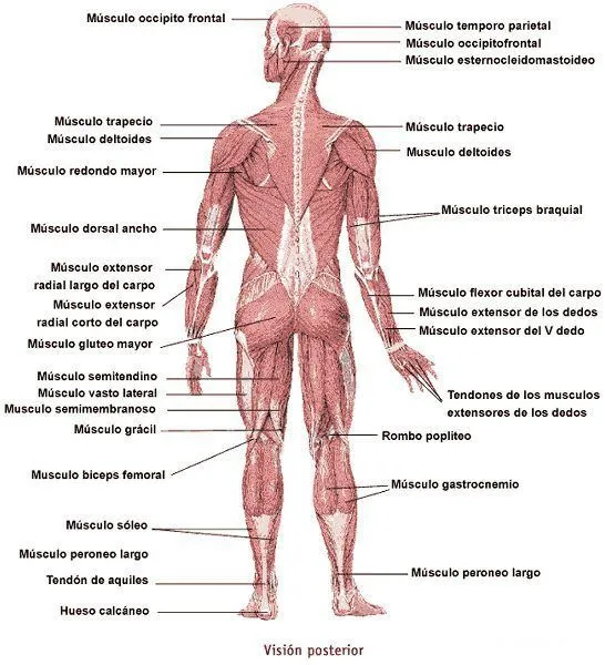 EL MUNDO DEL MUSCULO: MÚSCULOS DEL CUERPO HUMANO