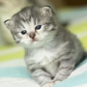 mundo pachonsito: Algunos gatitos tiernos