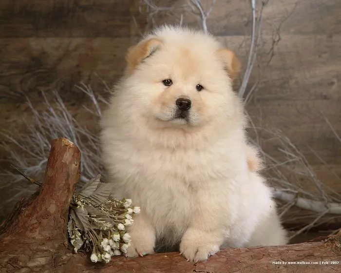 el mundo de los perros: Chow Chow el mundo de los perros: Chow Chow