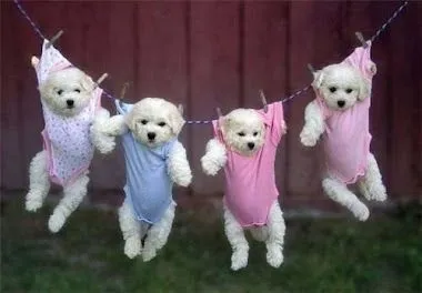 Mundo Poodle