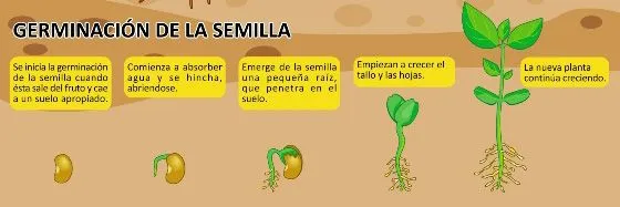 Como crece una planta - Imagui