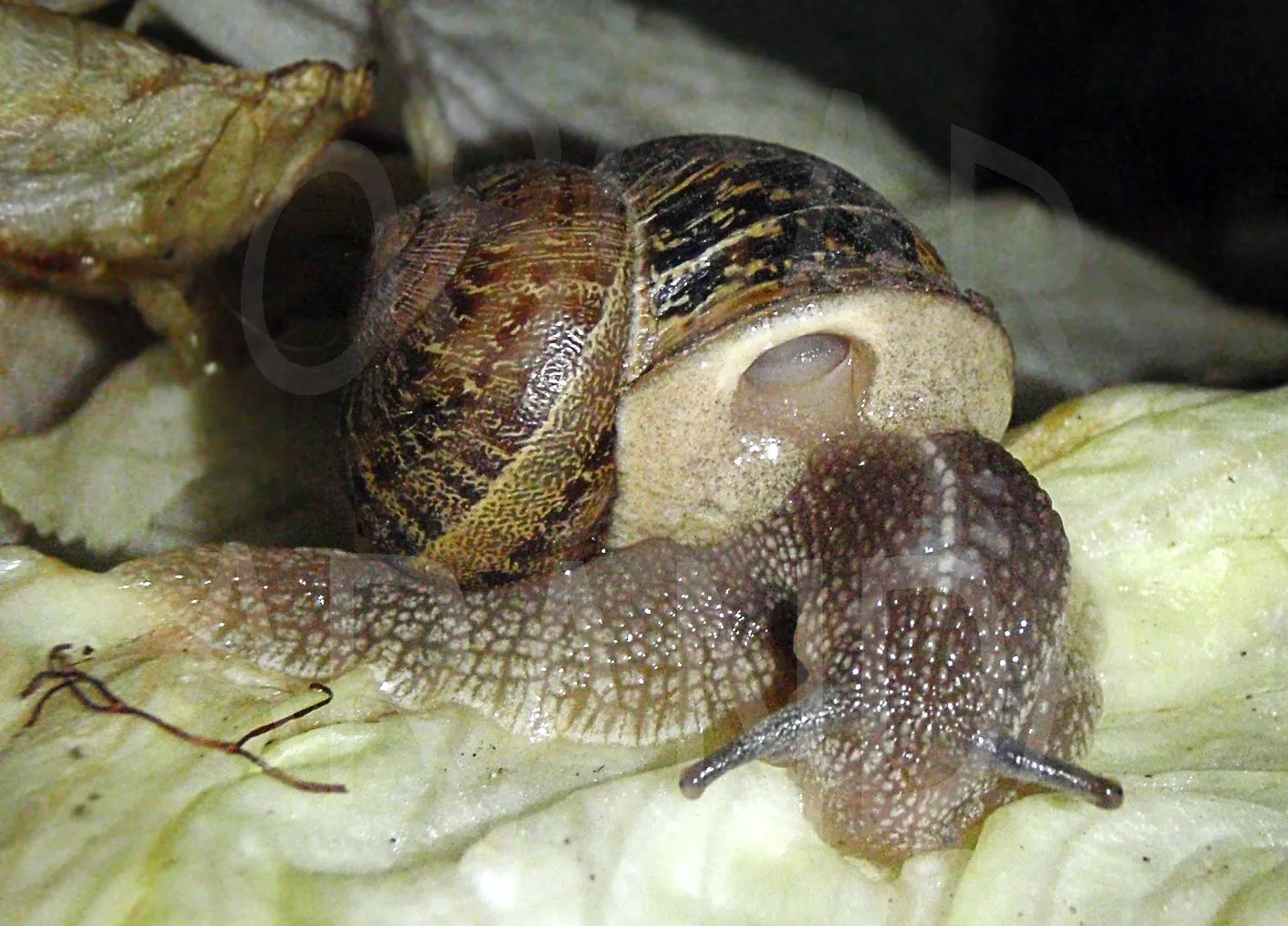 El mundo secreto de los moluscos | Relatos de la Naturaleza El mundo secreto de los moluscos | Relatos de la Naturaleza