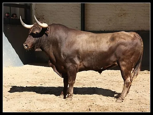 mundo del toro: Toro de lidia