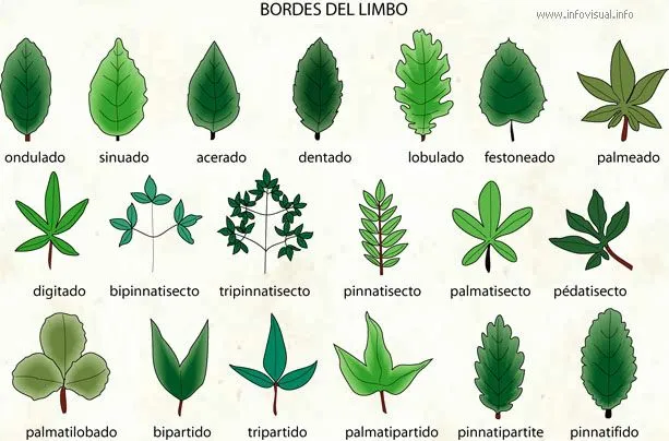 Un Mundo Verde: Vida Verde