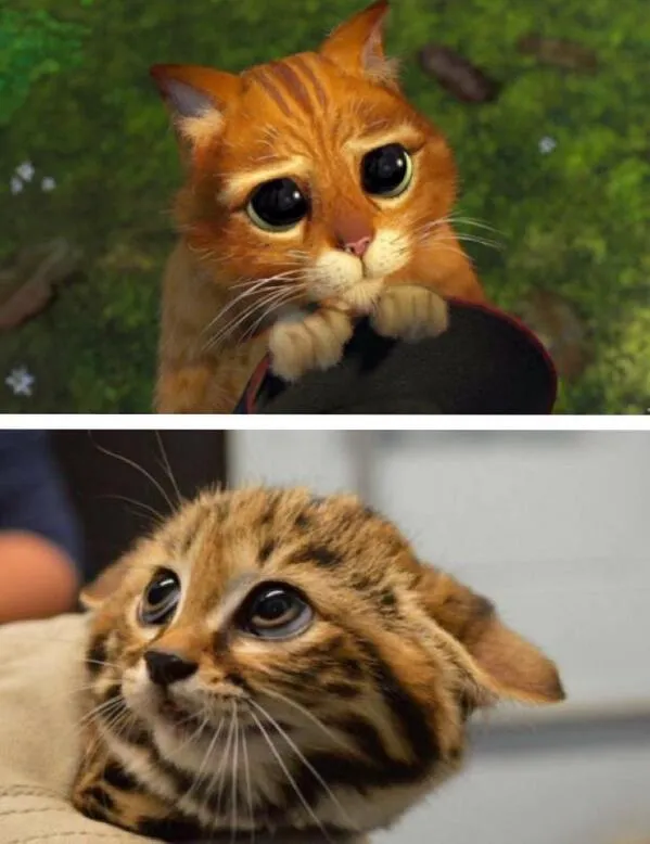 mundoAnimalia.com on Twitter: "¡El gatito de Shrek ya tiene ... mundoAnimalia.com on Twitter: "¡El gatito de Shrek ya tiene ...