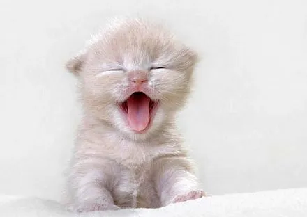 Gatitos tiernos - Taringa!