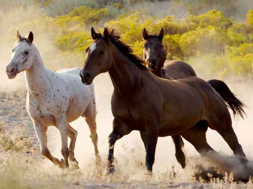 Murales Animales Caballos galopando libres