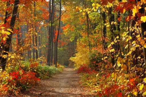Cuadros Paisajes Bosque Otoño