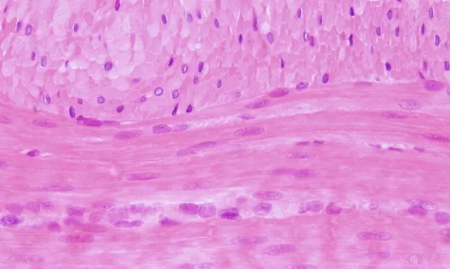 Muscular: liso. Atlas de Histología Vegetal y Animal