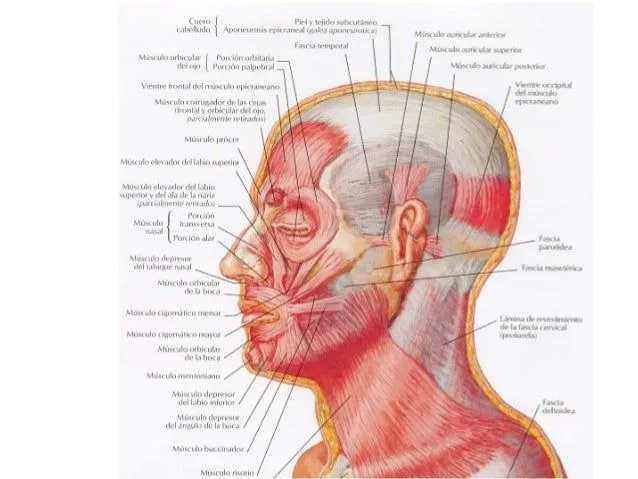 Musculos de la cara