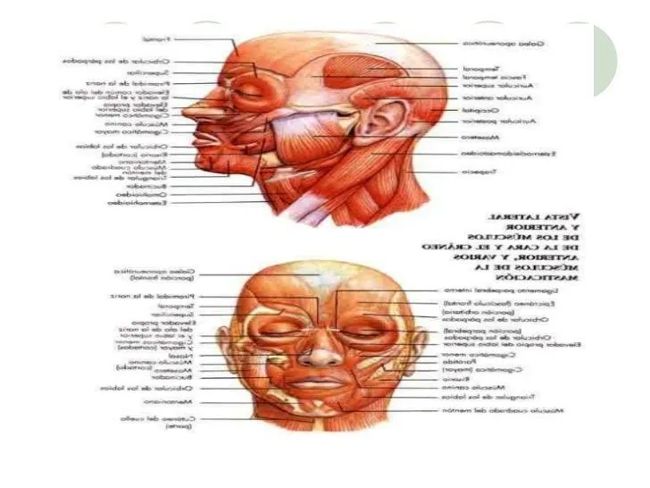 Musculos de la cara - Imagui