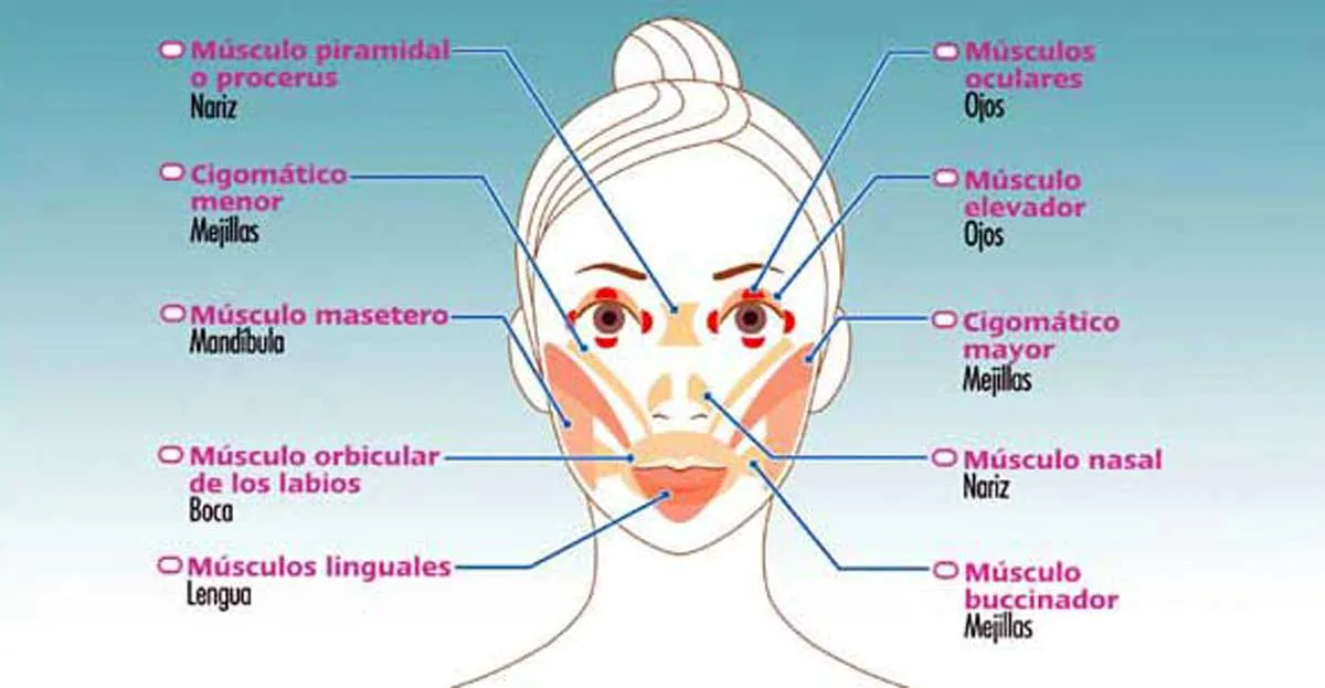 musculos-cara.jpg