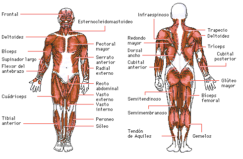 Los músculos del cuerpo | El Cuerpo Humano