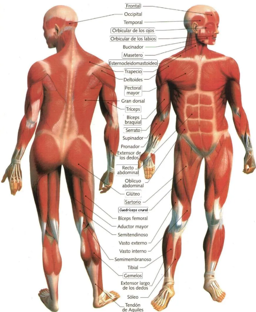 Musculos del cuerpo humáno en dibujo para niños - Imagui