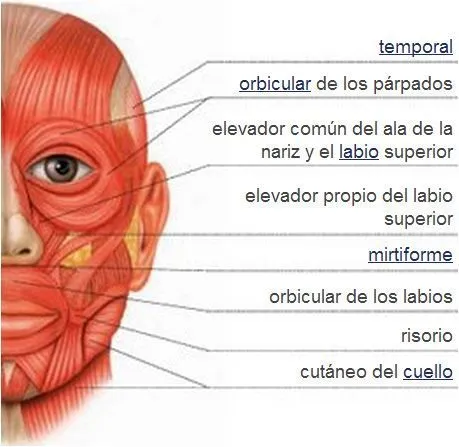 MÚSCULOS DEL CUERPO HUMANO on Pinterest | Salud, Google and Muscle MÚSCULOS DEL CUERPO HUMANO on Pinterest | Salud, Google and Muscle