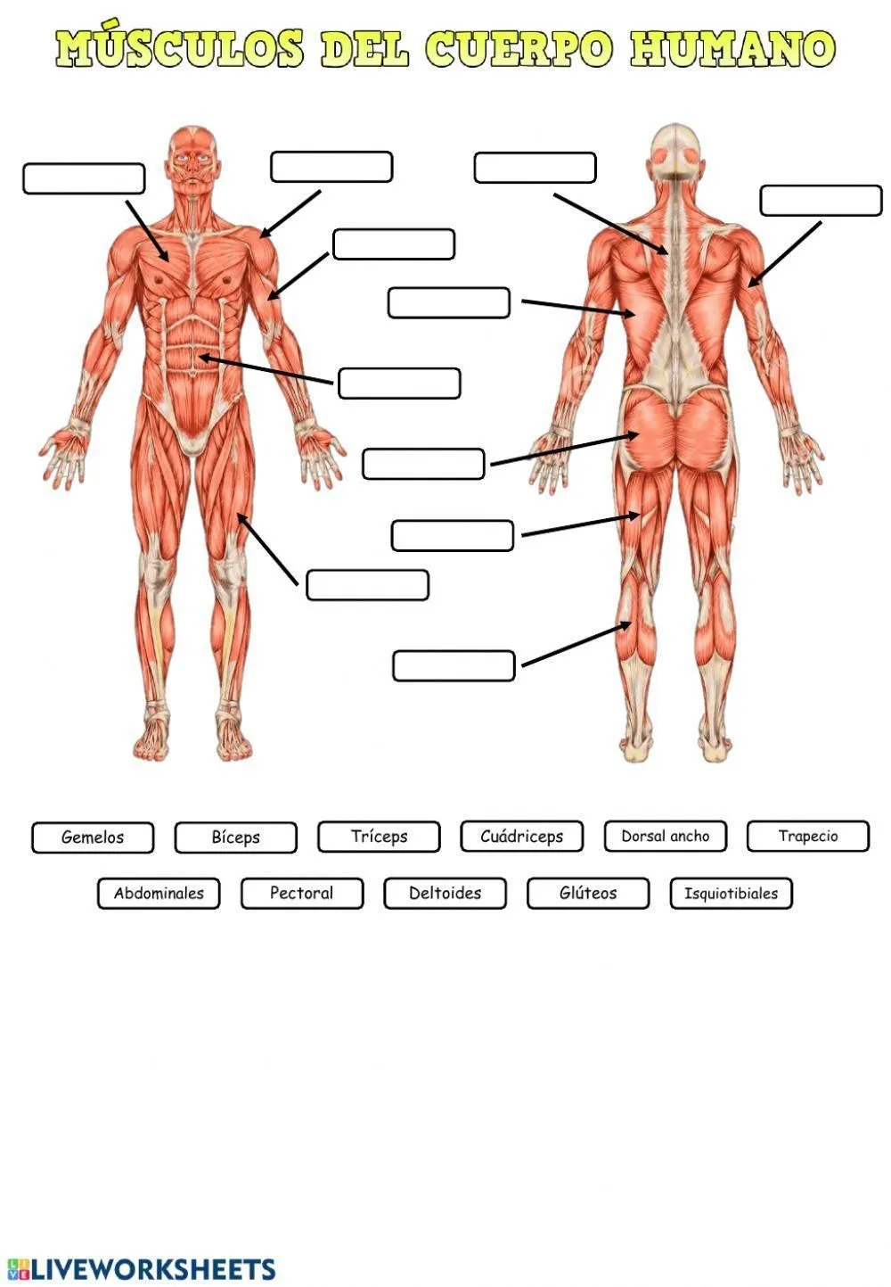 Los músculos del cuerpo humano worksheet | Live Worksheets Los músculos del cuerpo humano worksheet | Live Worksheets