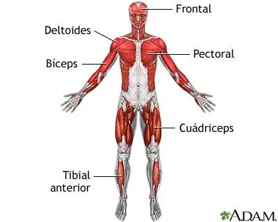 Musculos del cuerpo para niños - Imagui