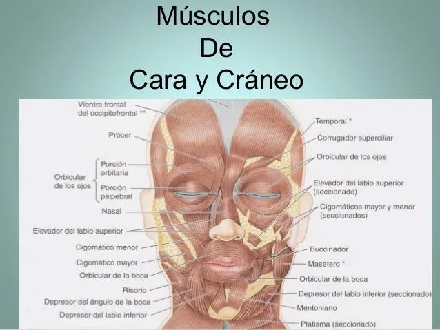 Musculos de cara y craneo